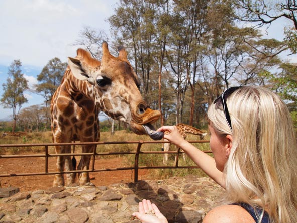 Kate Erskine - making friends at the Giraffe Centre in Nairobi